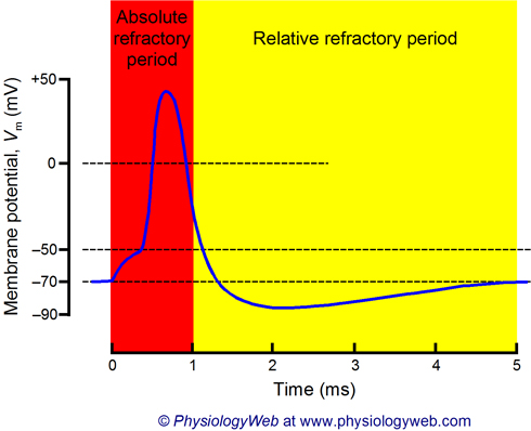 neuronal_action_potential_absolute_and_relative_refractory_periods_w