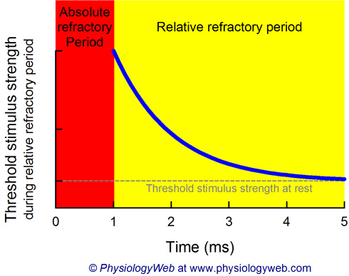 threshold_stimulus_during_relative_refractory_period